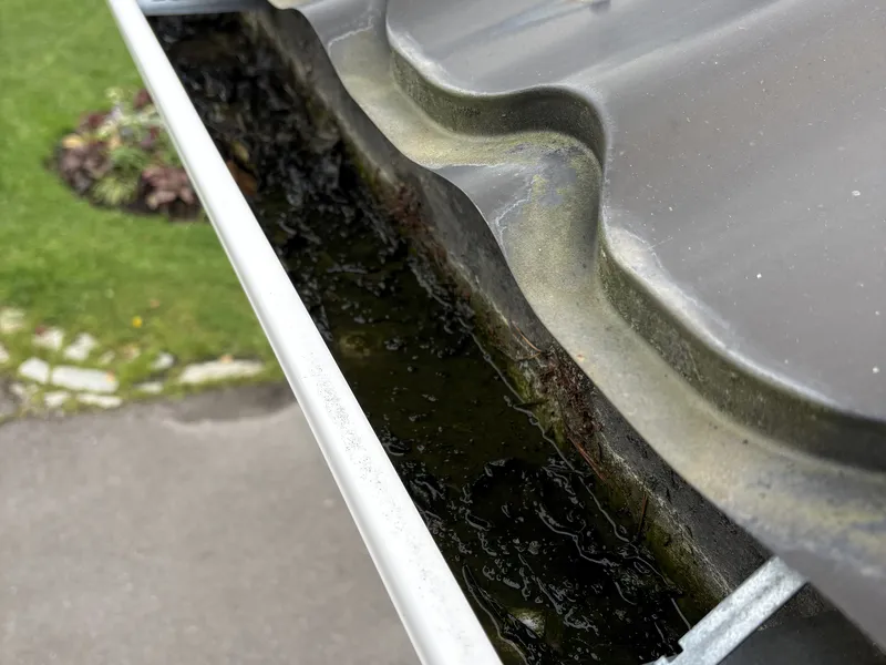 Tile-roof gutter clogged with wet leaves, moss and pine needles